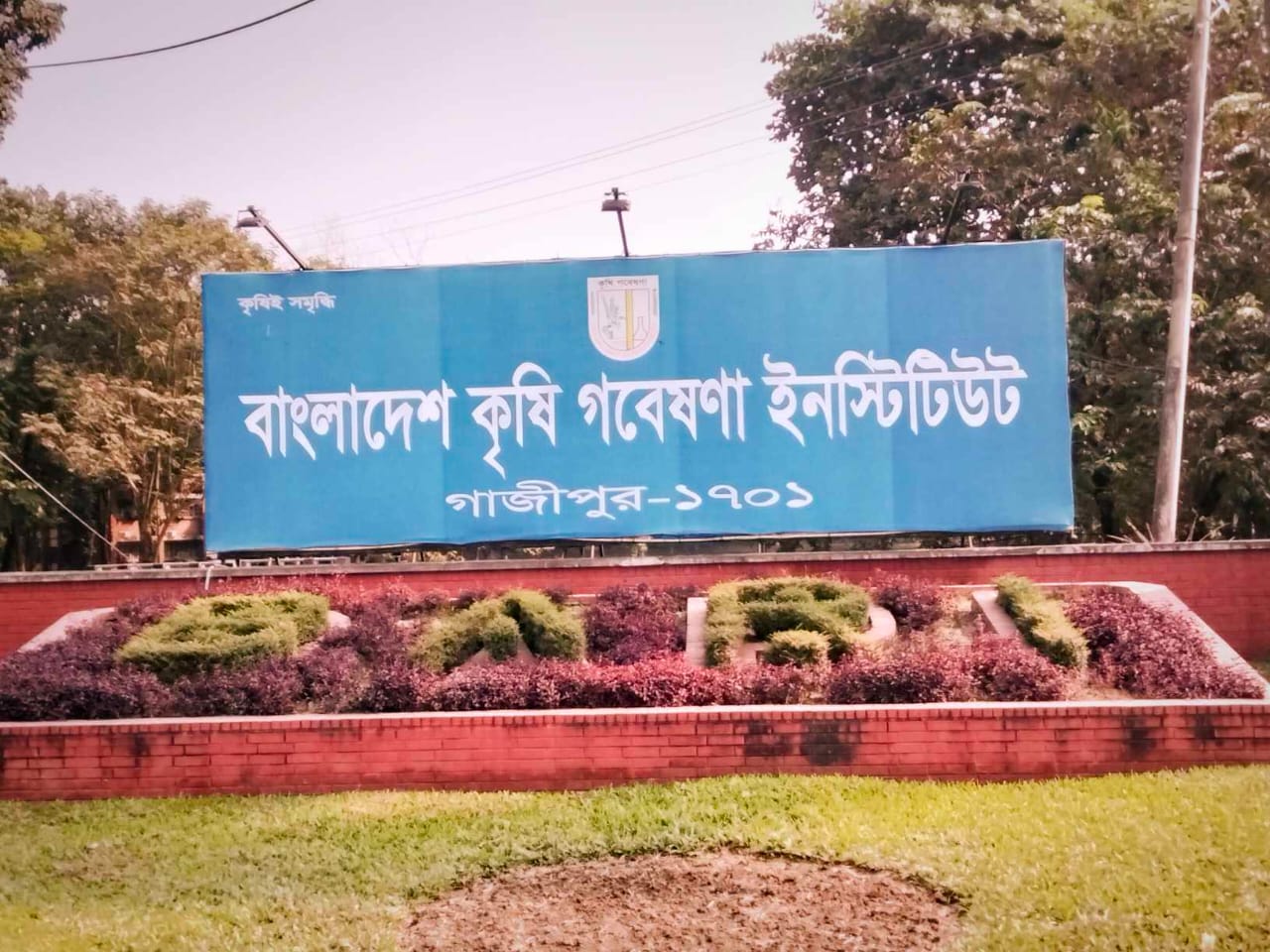 বাংলাদেশ কৃষিগবেষশণা ইনস্টিটিউট (গাজীপুর) আজিজুল ইসলাম শ্রীপুর গাজীপুর প্রতিনিধি বাংলাদেশের সর্ববৃহৎ গবেষণা প্রতিষ্ঠান যা ২০৫ টির ও বেশি কৃষি বিষয়ক ফসলের গবেষণা কার্যক্রম পরিচালনা করে। ইনস্টিটিউ জাতীয় কৃষি গবেষণা সিস্টেম এর সংক্ষিপ্ত বিবরন বাংলদেশ কৃষি গবেষণা কাউন্সিল আইন, ২০১২ এর আওতায় বিএআরসি-কে সর্বোচ্চ সংস্থা এবং ১৩টি কৃষি গবেষণা ইনষ্টিটিউট-কে বিএআরসির সংবিধানিক ইউনিট হিসাবে গন্য করে জাতীয় কৃষি গবেষণা সিস্টেম (নার্স) পূনর্গঠিত হয়। কৃষি বিশ্ববিদ্যালয়, এনজিও এবং বেসরকারী খাত নার্স এর অংঙ্গ না হলেও গবেষণা সহযোগীতার সংগে যুক্ত। বিএআরসি সহ ১৩টি গবেষণা সংস্থার মধ্যে ৬টি স্বায়ত্বশাসিত এবং কৃষি মন্ত্রণালয়ের অধীন, বাকী সংস্থাগুলো অন্যান্য মন্ত্রণালয়ের অধীন এবং ৩টি সংস্থা বাংলাদেশ বন গবেষণা ইনষ্টিটিউট, মৃত্তিকা সম্পদ উন্নয়ন ইনষ্টিটিউট ও বাংলাদেশ তুলা উন্নয়ন বোর্ড সরকারী সংস্থা। বিএআরসি – কৃষি মন্ত্রণালয়ের অধীন জাতীয় কৃষি গবেষণা সমন্বয়কারী প্রতিষ্ঠান তফসিল ক প্রশাসনিক অবস্থা বাংলাদেশ কৃষি গবেষণা ইনস্টিটিউট কৃষি মন্ত্রণালয়ের অধীন স্বায়ত্বশাসিত প্রতিষ্ঠান বাংলাদেশ ধান গবেষণা ইনস্টিটিউট (ব্রি) বাংলাদেশ পাট গবেষণা ইনস্টিটিউট (বিজেআরআই) বাংলাদেশ পরমাণু কৃষি গবেষণা ইনস্টিটিউট (বিনা) বাংলাদেশ সুগারক্রপ গবেষণা ইনস্টিটিউট (বিএসআরআই) বাংলাদেশ গম ও ভুট্টা গবেষণা ইনস্টিটিউট(বিডাব্লিউএমআরআই) তফসিল খ মৃত্তিকা সম্পদ উন্নয়ন ইনস্টিটিউট (এসআরডিআই) কৃষি মন্ত্রণালয়ের অধীন সরকারী সংস্থা বাংলাদেশ মৎস্য গবেষণা ইনস্টিটিউট (এফআরআই) মৎস্য ও প্রানিসম্পদ মন্ত্রণালয়ের অধীন স্বায়ত্বশাসিত প্রতিষ্ঠান বাংলাদেশ প্রাণিসম্পদ গবেষণা ইনস্টিটিউট (বিএলআরআই) বাংলাদেশ বন গবেষণা ইনস্টিটিউট (বিএফআরআই) পরিবেশ ও বন মন্ত্রণালয়ের অধীন সরকারী সংস্থা বাংলাদেশ চা গবেষণা ইনস্টিটিউট (বিটিআরআই) বাংলাদেশ টি বোর্ড, বাণিজ্য মন্ত্রণালয়ের অধীন স্বায়ত্বশাসিত প্রতিষ্ঠান বাংলাদেশ রেশম গবেষণা ও প্রশিক্ষণ ইনস্টিটিউট (বিএসআরটিই) পাট ও বস্ত্র মন্ত্রণালয়ের অধীন স্বায়ত্বশাসিত প্রতিষ্ঠান বাংলাদেশ তুলা উন্নয়ন বোর্ড (সিডিবি) কৃষি মন্ত্রণালয়ের অধীন সরকারী সংস্থা বাংলাদেশ কৃষি গবেষণা ইনস্টিটিউট বাংলাদেশ কৃষি গবেষণা ইনস্টিটিউট ১৯৭৬ সালে প্রতিষ্ঠিত। সর্ববৃহৎ এই গবেষণা প্রতিষ্ঠানে রয়েছে ১৬টি বিভাগ এবং ৭ টি গবেষণা কেন্দ্র, ৬ টি আঞ্চলিক কেন্দ্র ও ৩০ টি উপকেন্দ্র। দু’শর বেশি ফসল ও বিভিন্ন শস্যের ৩৭০টি উন্নত জাত এবং ৪২২ ধরনের প্রযুক্তি উদ্ভাবন করতে সক্ষম হয়েছে। গবেষণার আওতায় শস্যের মধ্যে গম, ভূট্টা, চীনা, কাউন, ডালশস্য, তেলফসল, কন্দাল জাতীয় ফসল, ফল, ফুল, সবজি ও মসলা জাতীয় ফসল অন্যতম। দেশে গম উৎপাদন ঘাটতি কমানোর লক্ষে প্রায়োগিক গবেষণা অব্যহত রয়েছে এবং এযাবৎ বিভিন্ন অঞ্চল ভেদে ২৮টি জাত উদ্ভাবন করা হয়েছে। উদ্ভিজ্জ প্রোটিনের প্রধান উৎস ডাল। কিন্তু দেশে ডালের প্রচুর ঘাটতি রয়েছে। ডালের উৎপাদন বাড়াতে ৭টি মসুর, ৯টি ছোলা, ৬টি মুগ, ২টি খেসারির উচ্চফলনশীল জাত উদ্ভাবন করা হয়েছে। দেশে চাহিদার তুলনায় মাত্র এক-তৃতীয়াংশ তেল উৎপাদন হয়। ইনস্টিটিউট বহুমুখী তৈলবীজ গবেষণা ও অধিক উৎপাদন বাড়ানোর লক্ষে ৩৩ টি জাত উদ্ভাবন করেছে। দেশ আলু উৎপাদনে স্বয়ংসম্পূর্ণ। এজন্য ইনষ্টিটিউটের উল্লেখযোগ্য ভূমিকা রয়েছে। উচ্চ ফলনশীল আলুর জাত উদ্ভাবন ও উন্নত বীজ উৎপাদনের ফলে হেক্টর প্রতি গড় উৎপাদন ৩০-৩৫ টন। বছর জুড়ে বৈচিত্র্যময় সবজির উৎপাদন ও সরবরাহ বাড়ানোর লক্ষে ৮৪ টি সবজির জাত উদ্ভাবন করা হয়েছে। গ্রীষ্মকালীন টমেটোর জাত উদ্ভাবনের ফলে কৃষকরা অধিক লাভবান হচ্ছে। ইনষ্টিটিউট আমের ওপর গবেষণা করে সুস্বাদু হাইব্রিড আমের জাত উদ্ভাবন করেছে। মসলা ঘাটতি কমাতে প্রায়োগিক গবেষণা জোরদার করে আদা, হলুদ, রসুন, পিঁয়াজ ইত্যাদির প্রায় ২০টি জাত উদ্ভাবনের ফলে উৎপাদন অনেক বেড়েছে। ফুল গবেষণার মাধ্যমে রজনীগন্ধা, গ্লাডিওলাস, অর্কিড, জারবেরা, এ্যান্থোরিয়াম-এর প্রায় ১৫ টি জাত উদ্ভাবন করা হয়েছে। ভবিষ্যতে ফুল একটি রফতানীযোগ্য পণ্য হিসাবে প্রচুর সম্ভাবনা বিদ্যমান। বাংলাদেশ ধান গবেষণা ইনস্টিটিউট দেশের প্রধান খাদ্য ধানের ক্রমবর্ধমান চাহিদা পূরণ, উচ্চ ফলনশীল ধানের জাত উদ্ভাবন ও টেকসই প্রযুক্তি উদ্ভাবনের লক্ষে ১৯৭০ সালে বাংলাদেশ ধান গবেষণা ইনষ্টিটিউট প্রতিষ্ঠিত হয়। বর্তমানে ১৯টি গবেষণা বিভাগসহ ৯টি আঞ্চলিক কেন্দ্র রয়েছে। এ যাবৎ বিভিন্ন মৌসুমের উপযোগী ৬ (ছয়)টি হাইব্রিড ধান সহ ৯১টি উচ্চ ফলনশীল ধানের জাত উদ্ভাবন করেছে। বর্তমানে ব্যপক জনপ্রিয় ব্রি ধান ১১, ২৮,২৯ জাত দেশের প্রায় ৮০ শতাংশ জমিতে কৃষকরা চাষাবাদ করছেন। উন্নত চাষাবাদ প্রযুক্তি উদ্ভাবনের ফলে দেশের খাদ্য নিরাপত্তা অর্জন ও দারিদ্র বিমোচনে অবদান রাখছে। মাটি, পানি, সার ব্যবস্থাপনা, পোকা মাকড় ও রোগবালাই দমন, কৃষি যন্ত্রপাতি ও ধানভিত্তিক খামার বিন্যাস প্রভৃতি বিষয়ের ওপর শতাধিক প্রযুক্তি উদ্ভাবন করেছে। পরিবেশ বান্ধব প্রযুক্তি উন্নয়নের ফলে দক্ষিণাঞ্চলের জোয়ারভাটা ও লবণাক্ত সহিষ্ণু, মঙ্গা ও হাওর এলাকার জন্য আগাম জাতসহ অন্যান্য ধানের জাত উদ্ভাবন করা হয়েছে। ধান ভিত্তিক শস্যবিন্যাস, রোগব্যাধি, ক্ষতিকর পোকা সনাক্ত ও দমন ব্যবস্থাপনা এবং জীববৈচিত্র রক্ষা করা হচ্ছে। আট হাজারের বেশি ধানের জার্মপ্লাজম সংগ্রহ করে জিন ব্যাংক প্রতিষ্ঠা করা হয়েছে। দেশে কৃষি শ্রমিকের সংখ্যা ক্রমাগত কমে যাচ্ছে। সে কারণে খাদ্য উৎপাদন কাঙ্খিত লক্ষ্যে পৌছনোর কৌশল মোকাবেলায় কৃষকের কাজে সহায়তার লক্ষ্যে ধানের চারা বপন, ধান কাটা ও মাড়াই যন্ত্র কৃষকদের মাঝে বিতরণ করা হয়েছে। ইউরিয়া সার ব্যবস্থাপনায় লিফ কালার চার্ট ব্যবহার প্রযুক্তি কৃষক পর্যায়ে সম্প্রসারণ করা হয়েছে। ইউরিয়া সারের অপচয় রোধ করবার লক্ষ্যে গুটি ইউরিয়া ব্যবহার উৎসাহিত করা হচ্ছে এবং যন্ত্রের সাহায্যে গুটি ইউরিয়া জমিতে প্রয়োগ করা হচ্ছে। মাঠ পর্যায়ে যন্ত্রপাতি ও নতুন প্রযুক্তি ব্যবহারে কৃষকদের প্রশিক্ষণ দেয়ার ফলে উৎপাদন খরচ কমানো সম্ভব হয়েছে। জলবায়ু পরিবর্তনের বিরুপ প্রভাব, ৭লোকসংখ্যার বাড়তি চাপ এবং কৃষি জমির পরিমান সংকুচিত হওয়া ধানের উৎপাদন বৃদ্ধি পেয়েছে।