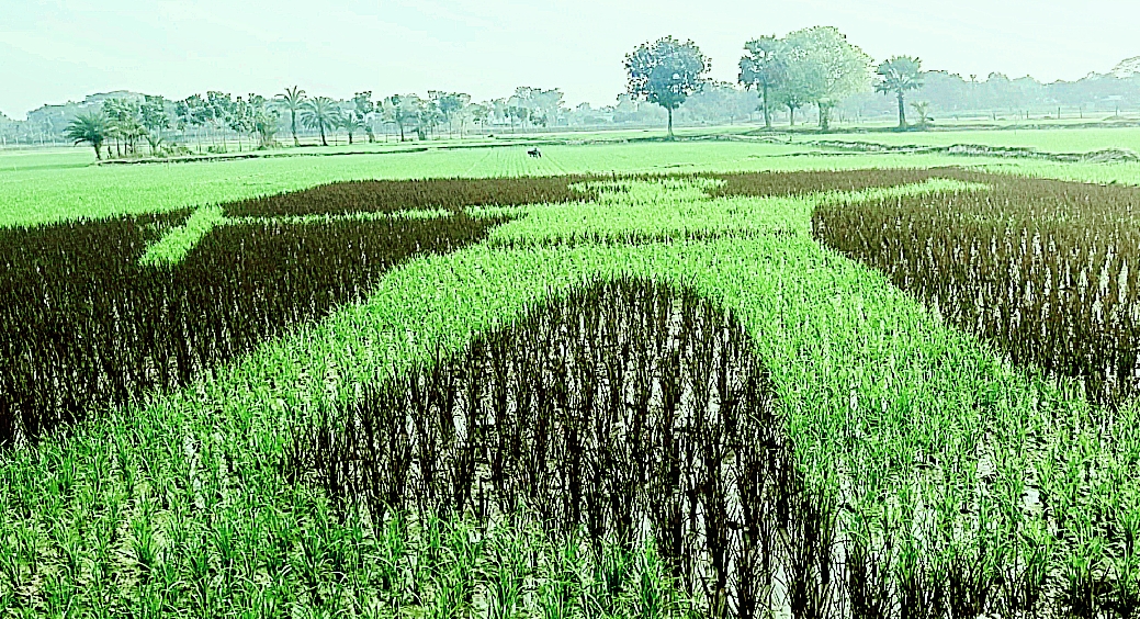 শ্রীপুরে দাঁড়িয়ে আছে শহীদ আবু সাঈদের প্রতিকৃতি